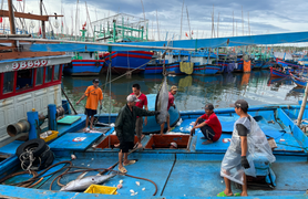 TP.HCM xử lý 788 tàu cá mất kết nối hành trình, tăng cường chống vi phạm IUU