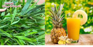 Dứa và tre trong y học cổ truyền và tiềm năng ứng dụng trong y học hiện đại