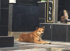 Trung thành, yêu chủ tuyệt đối, nhưng chó ta cảnh giác và không tin chủ, vì sao?