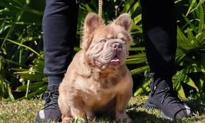 Chú Bulldog đắt nhất thế giới có giá 3 tỷ đồng sở hữu những nét đẹp hiếm có