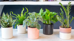 10 loại cây cảnh ưa bóng râm thích hợp trồng trong nhà