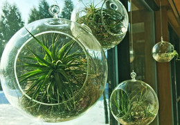 9 cây cảnh rất khó chết, dù bị quên tưới nước vẫn sống khỏe