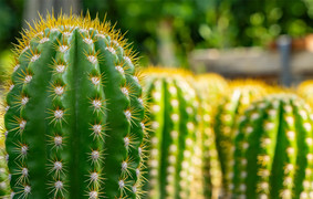 9 loại cây cảnh ưa nắng thích hợp trồng ở ban công