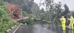 Đèo Mimosa ở Lâm Đồng tiếp tục sạt lở, cây cổ thụ bật gốc đổ ngang đường