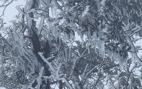 Đỉnh Tà Xùa ở Lào Cai xuất hiện băng giá