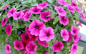  Những loại cây thích hợp trồng ban công khi trời trở lạnh