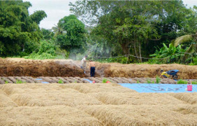 Gỡ 'nút thắt' cho hàng trăm tấn rơm rạ, mở đường cho kinh tế xanh
