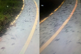 Cảnh tượng cả nghìn con giun đất bủa vây sân vận động khiến người dân kinh ngạc