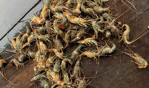 Lũ lớn khiến tôm hùm chết hàng loạt, giá bán chỉ còn 200.000 đồng/kg