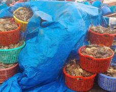 20 triệu con tôm hùm chết trong lũ, nghề nuôi tôm hùm ở Đắk Lắk 'gần như xoá sổ'