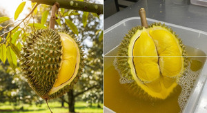 Sầu riêng chín cây và chín ép nhận biết thế nào?