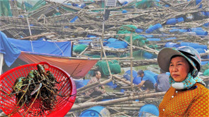 Bán tôm hùm 150.000 đồng/kg sau lũ dữ, người dân Đắk Lắk trắng tay