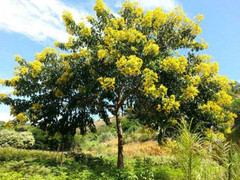 Những loại cây cho bóng mát, ít rụng lá thích hợp trồng trước nhà 