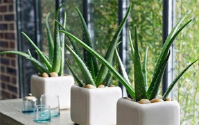 7 loại cây cảnh vừa có ý nghĩa phong thuỷ vừa là máy lọc không khí 