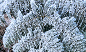 Y Tý xuất hiện băng giá, những tán cây rừng đẹp kỳ ảo