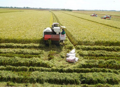 Tìm giải pháp để trồng 1 triệu ha lúa 'xanh' vào 2030