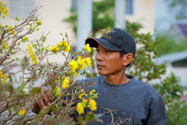 Thủ phủ mai vàng miền Trung thất thu nặng sau thiên tai kép