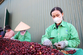 Bộ Tài chính trình phương án cấp bách gỡ vướng mắc thuế giá trị gia tăng