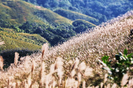 Về Quảng Ninh ngắm cỏ lau 'thức giấc' trên dải biên cương Bình Liêu