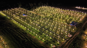 Bừng sáng sau bão lũ, làng hoa cúc Tết tại Gia Lai mong đừng cúp điện để cứu cây