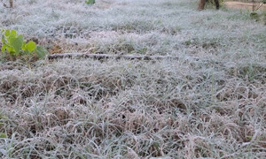 Nhiều nơi ở Sơn La xuất hiện sương muối