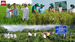 Khuyến nông cộng đồng: 4 năm lan tỏa giá trị, hướng tới nông nghiệp thông minh