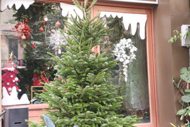 Đại gia Hà Nội chi hơn 100 triệu đồng mua thông tươi nhập khẩu đón Giáng sinh