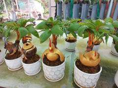 Nông dân TP.HCM ‘hô biến’ quả dừa khô thành bonsai linh vật