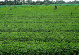 Nhiều mô hình hay giúp dân thoát nghèo ở TP Huế