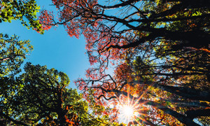 Ngắm Kỳ Quan San mùa lá đỏ, biển mây dày phủ kín đỉnh núi Tây Bắc