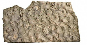 Bảo vật vô giá hàng trăm triệu tuổi bị dân làng dùng làm đá kê chân 20 năm