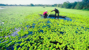 Sức hút miền sông nước Miền Tây Nam Bộ