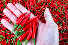 Ớt tươi ở TP.HCM vẫn neo giá 160.000 đồng/kg