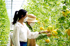 Giảm nghèo ở Vĩnh Long: Lấy HTX làm ‘bà đỡ’, KHCN làm động lực