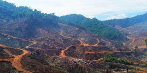 Gần 98ha rừng Gia Lai bị xâm hại: Chuyển hồ sơ qua cơ quan cảnh sát điều tra