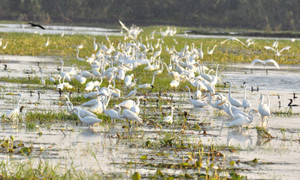 Khu bảo tồn Ramsar Láng Sen - thế giới xanh giữa đồng bằng