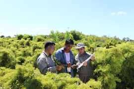 Giải mã hoạt tính sinh học cây Đinh lăng 