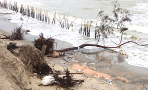 Sóng xé toạc bờ biển Đà Nẵng, đánh bật gốc phi lao, uy hiếp loạt công trình