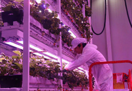 Tây Ninh đẩy mạnh tiêu thụ nông sản trên các hệ thống thương mại điện tử