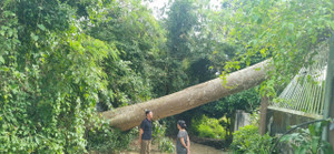 Cây Tung bật gốc giữa phố, nhà dân hư hỏng nặng