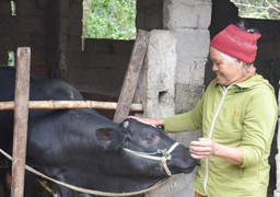 Những chính sách thiết thực giúp hộ nghèo ở Hà Tĩnh giảm nhanh chóng