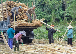 Vì sao tỷ lệ hộ nghèo ở miền núi Nghệ An giảm mạnh mỗi năm?