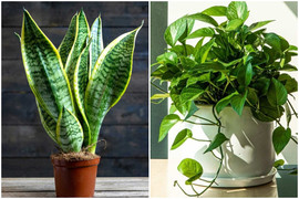 Những loại cây cảnh hút bụi mịn nên trồng trong nhà 