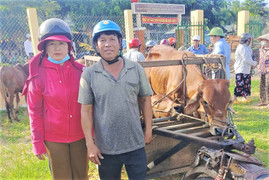 Vỗ béo bò thịt, nông dân Gia Lai thoát nghèo, vươn lên làm giàu