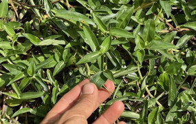 Loại rau mọc đầy ruộng giúp hạ sốt, lợi tiểu, hỗ trợ viêm nhiễm