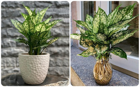 7 loại cây cảnh dễ trồng cho căn hộ thiếu ánh sáng 