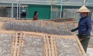 Hợp tác xã nâng tầm dong riềng vùng cao Điện Biên