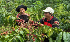 Nơi người dân được dạy nghề trên từng gốc cà phê thân thuộc 