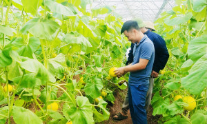 Nghệ An đẩy mạnh phát triển hợp tác xã nông nghiệp ứng dụng công nghệ cao 