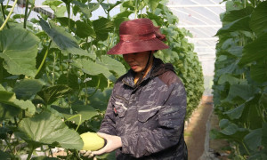 Hợp tác xã dẫn lối chuyển đổi số từ những nhà màng dưa lưới